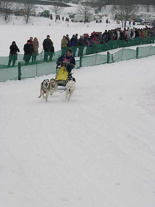 2003 schlittenhunde011.jpg